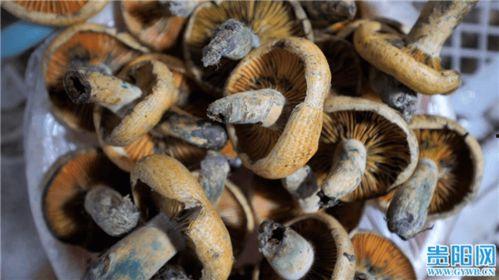 野生菌爆料视频,揭秘大自然的菌类宝藏 第2张 野生菌爆料视频,揭秘大自然的菌类宝藏 第2张